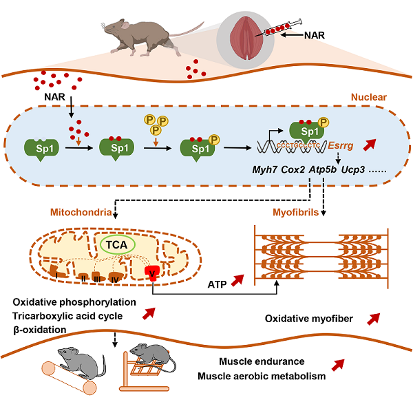 研究揭示柚皮素通過(guò)激活Sp1-ERRγ轉(zhuǎn)錄軸增強(qiáng)肌肉耐力和改善肌肉萎縮的新功能(圖1)