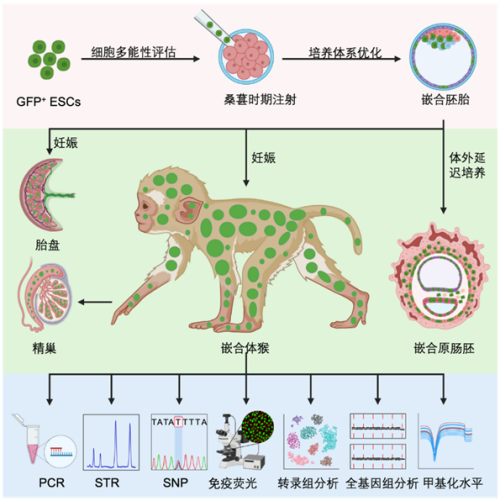 國際首次！中國科學家成功構建胚胎干細胞嵌合體猴(圖3)