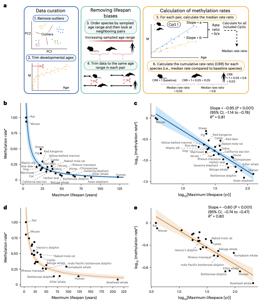 Nature Aging：DNA甲基化水平與哺乳動物最大壽命呈負相關(圖1)